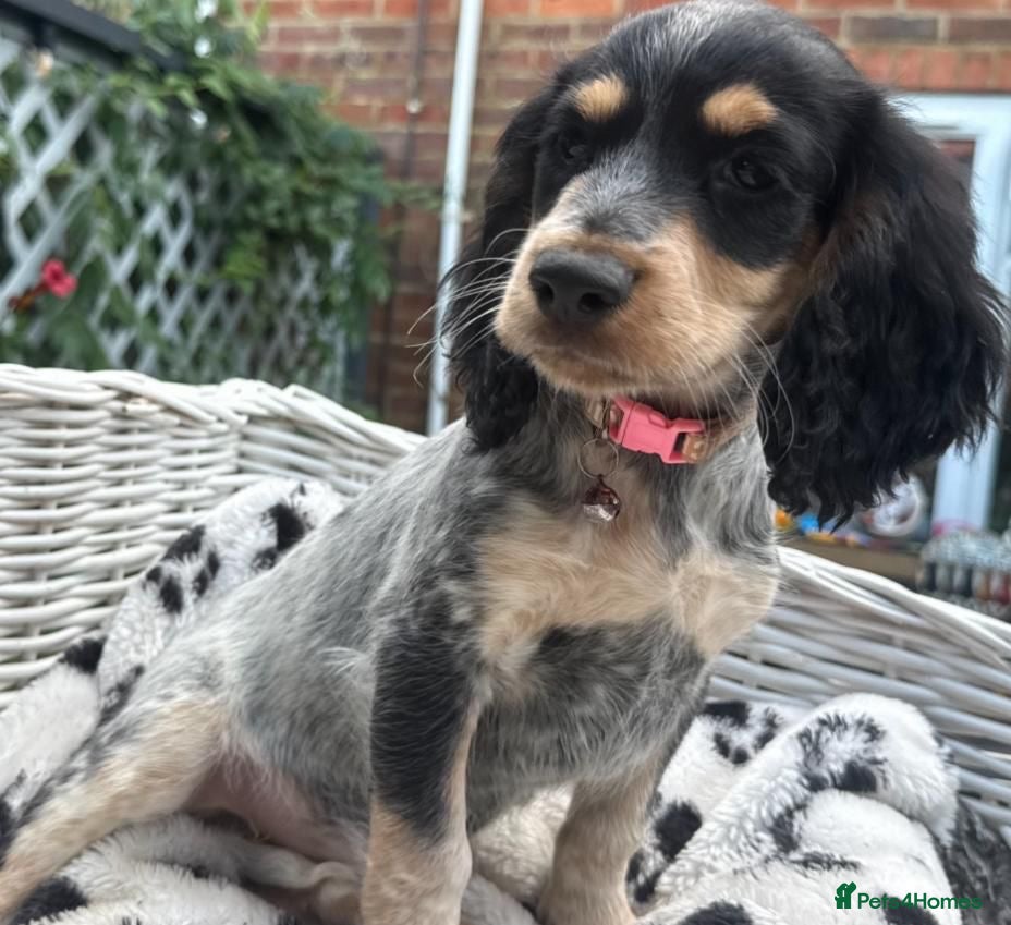 Cocker Spaniel dogs Ready for there forever homes  - Advert 1