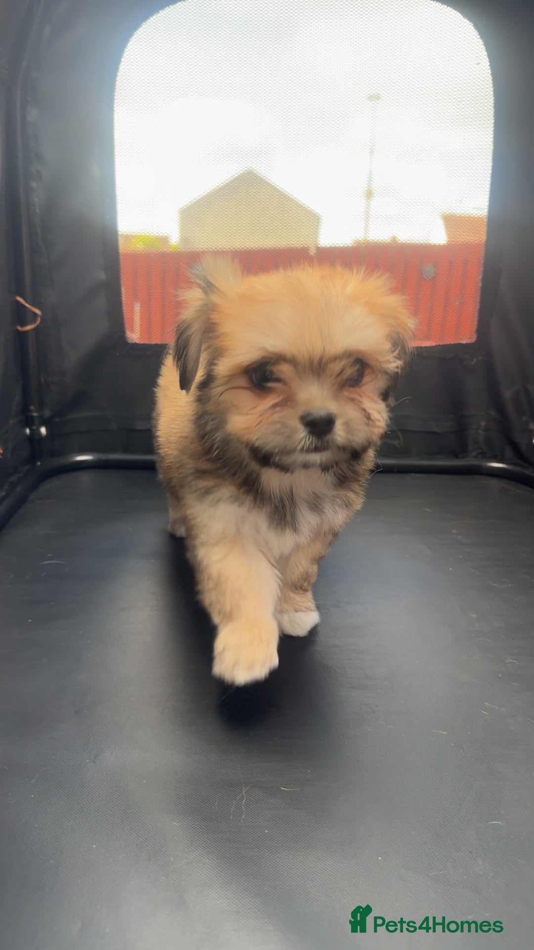 Mixed Breed dogs for sale: Tini Malchi puppies  - Image 15