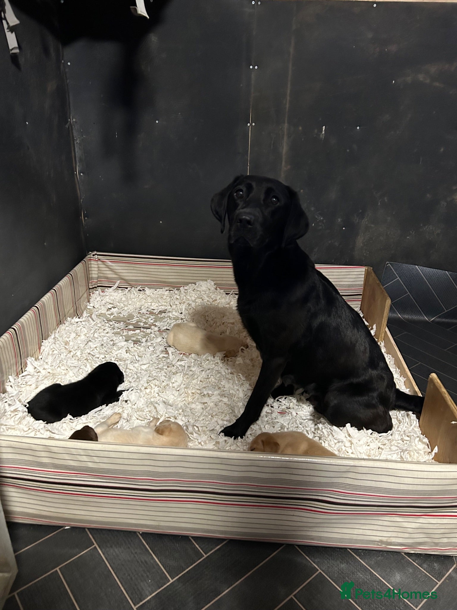 Labrador Retriever dogs KC registered Labrador puppies  - Advert 11