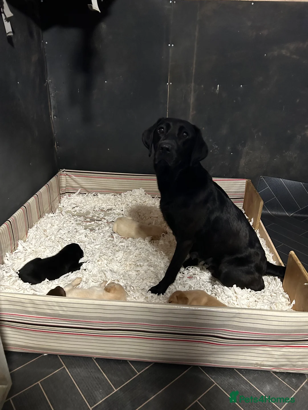 Labrador Retriever dogs for sale: KC registered Labrador puppies  - Advert 1