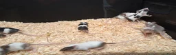 Mouse rodents for sale: Baby Fancy Female Mice - Advert 3