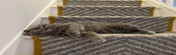 British Longhair cats for sale: british long hair female - Advert 7