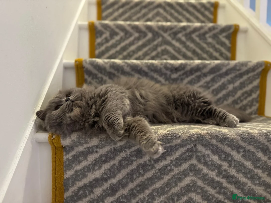 British Longhair cats for sale: british long hair female - Advert 7