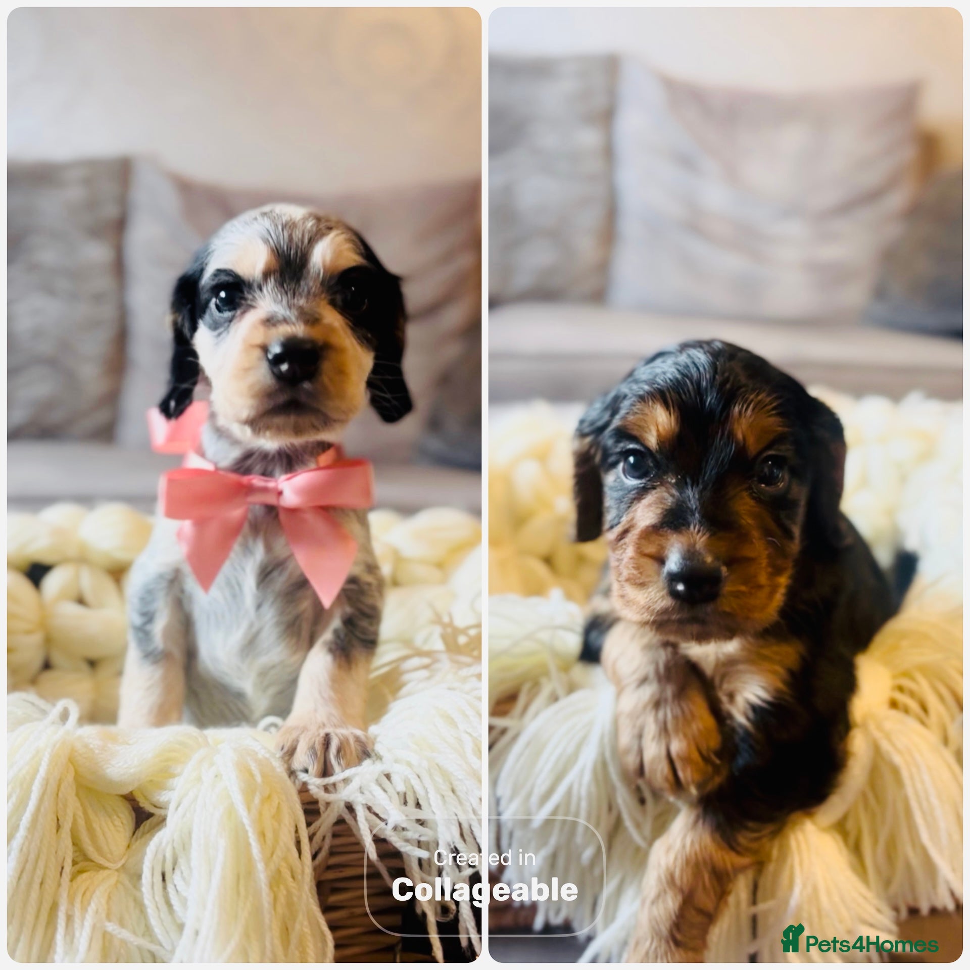 Cocker Spaniel dogs 2/4 Cocker Spaniels left - Roan girl, B&T boy” - Advert 13