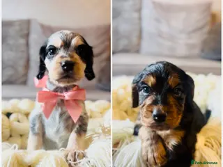 Cocker Spaniel dogs 2/4 Cocker Spaniels left - Roan girl, B&T boy” - Advert 3