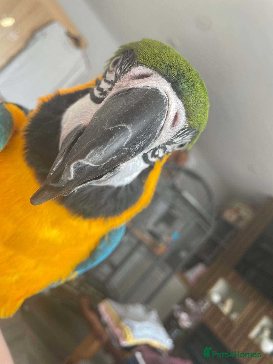 Macaws birds for sale: Parrot - Image 3
