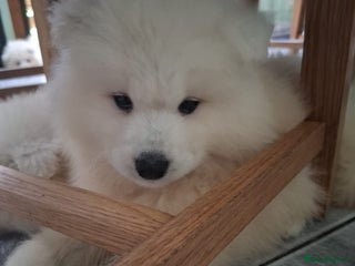Samoyed dogs Adorable Samoyed Puppies, Ready for New Homes NOW - Advert 1