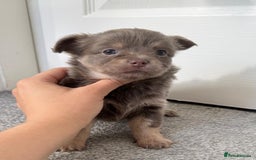 Chihuahua dogs for sale: Beautiful Longhaired Chihuahua Puppies - Image 3