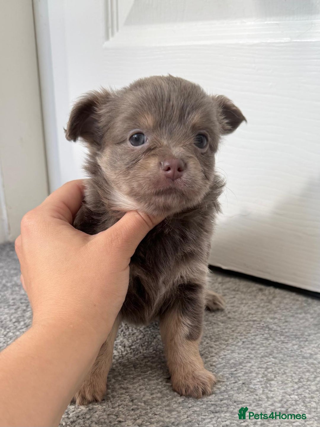 Chihuahua dogs for sale: Beautiful Longhaired Chihuahua Puppies - Image 3