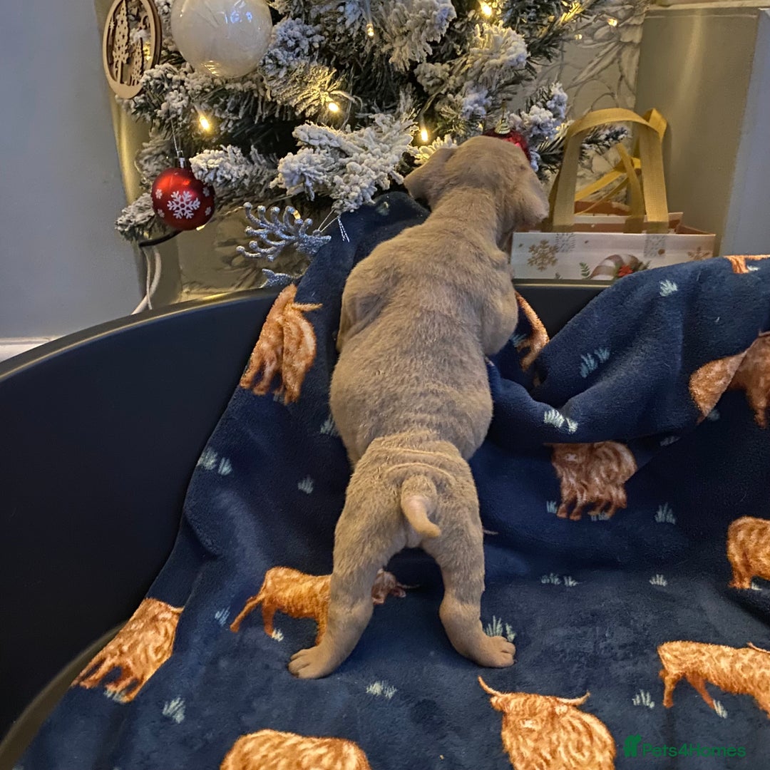 Mixed Breed dogs for sale: Old Tyme And English bulldog puppies - Advert 13