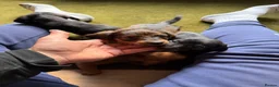 Dachshund dogs for sale: Standard kc Dachshund puppys  in Halifax - Advert 16