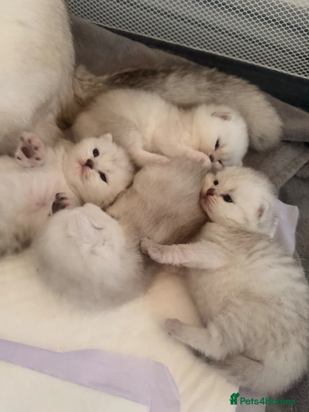 Scottish Fold cats for sale: 🐾✨ Adorable Scottish Fold & Straight Kittens - Advert 35