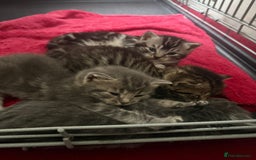 Bengal cats for sale: Bengal Tabby kittens - Image 10
