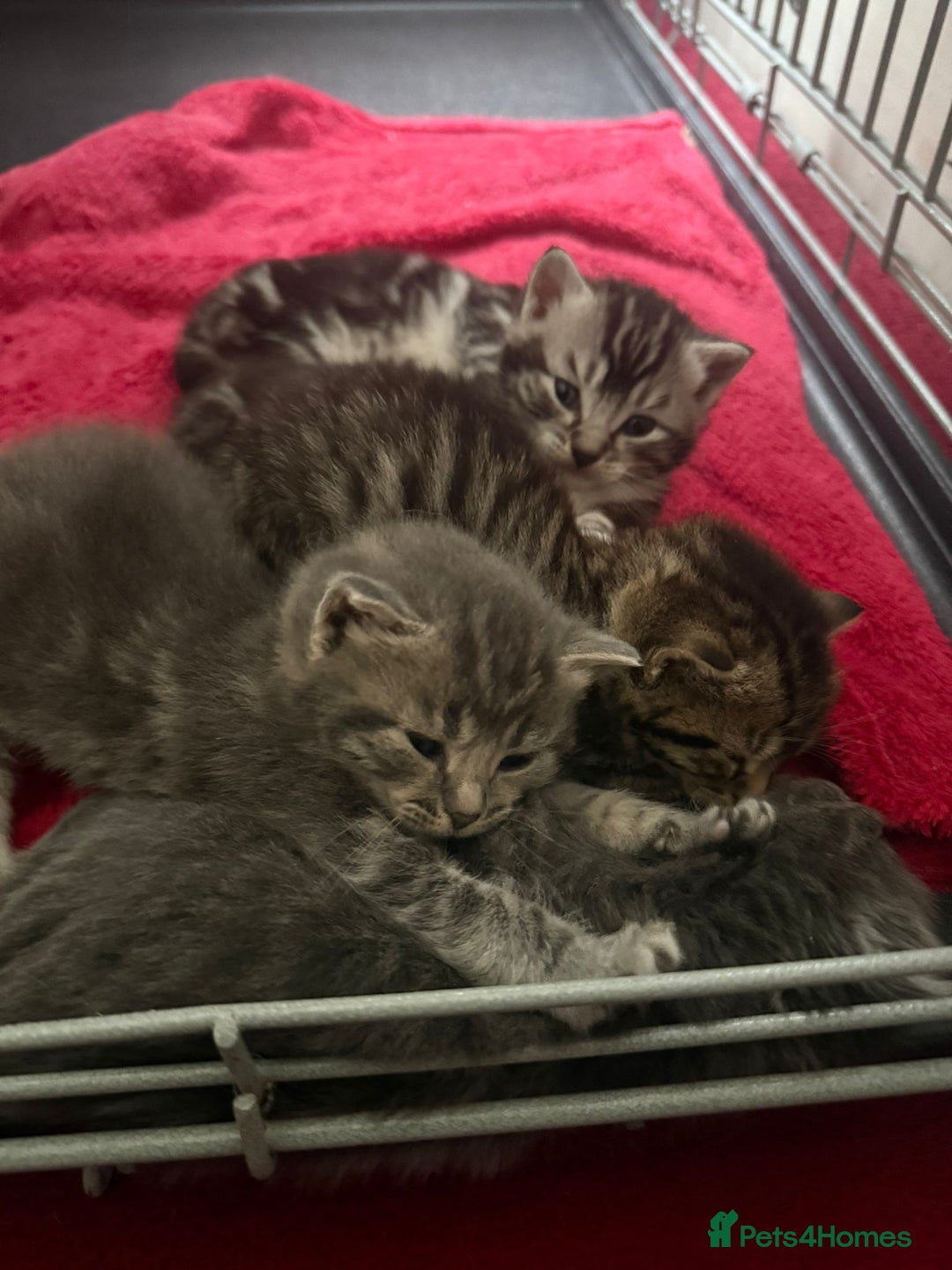 Bengal cats for sale: Bengal Tabby kittens - Image 10