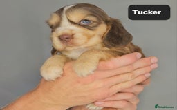 Cocker Spaniel dogs for sale: Exceptional Pedigree Kc Champion Show Cockers - Image 10