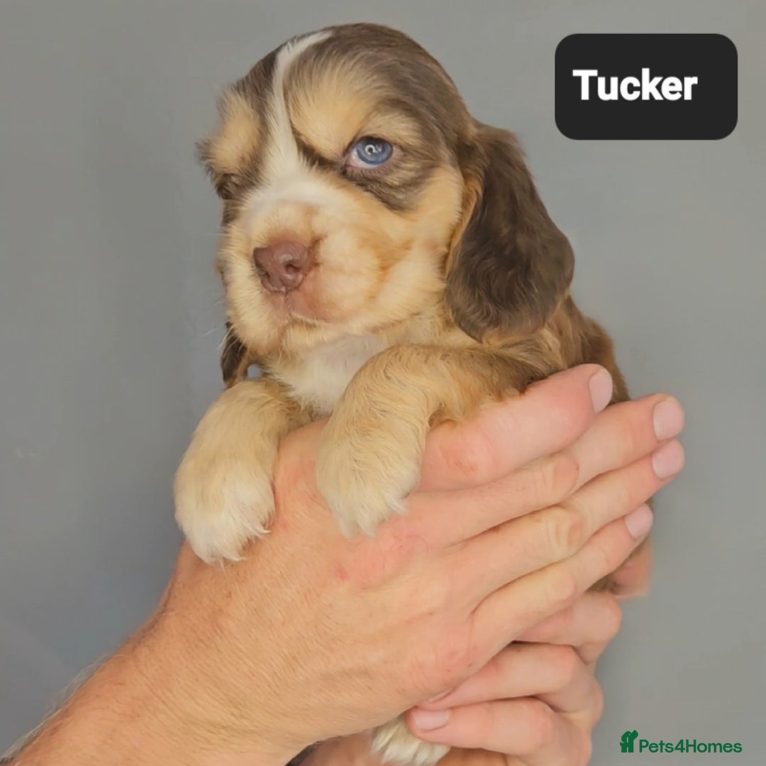 Cocker Spaniel dogs for sale: Exceptional Pedigree Kc Champion Show Cockers - Image 10