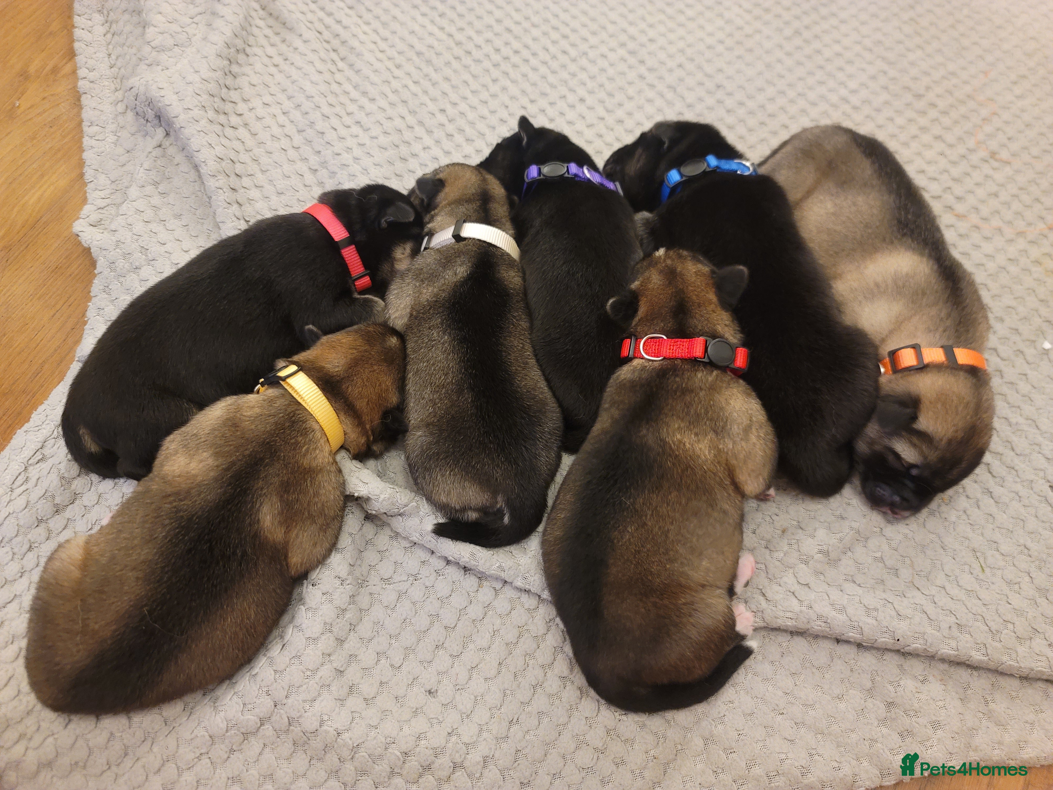 Shepsky dogs Shepsky Puppies - Advert 2