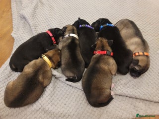 Shepsky dogs Shepsky Puppies - Advert 2