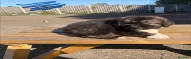 Caucasian Shepherd Dog 2