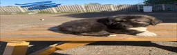Caucasian Shepherd Dog dogs for sale: 3 stunning Caucasian shepherd pups 1 girl 2 male - Advert 14