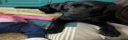 Labrador Retriever dogs for stud: Stud Available: KC Registered Black Labrador Stud - Advert 5