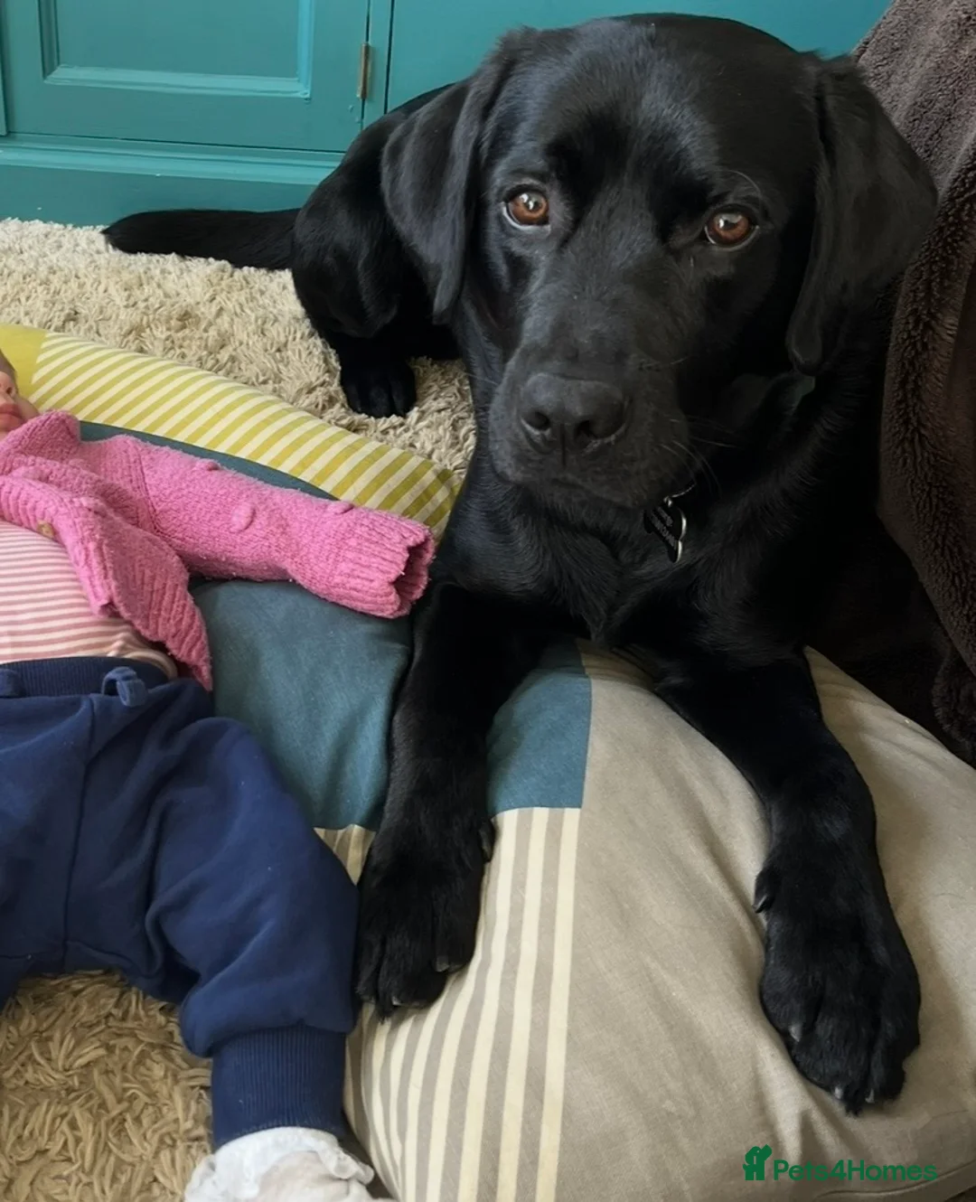 Labrador Retriever dogs for stud: Stud Available: KC Registered Black Labrador Stud - Advert 5