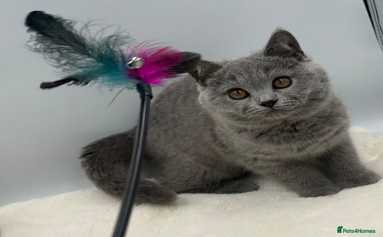 British Shorthair cats - Advert 2