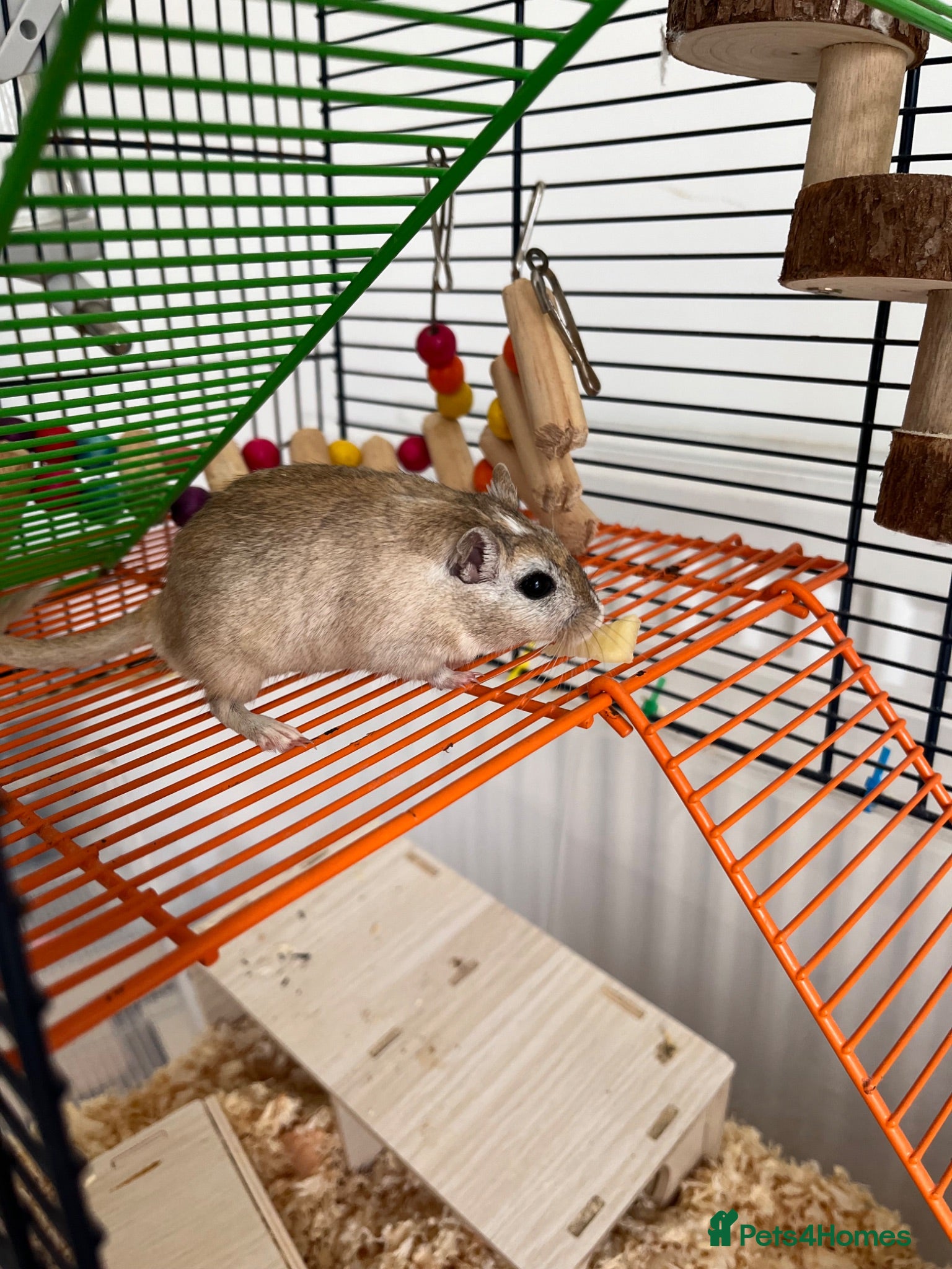 Gerbil rodents Gerbil looking for rehoming - full setup included  - Advert 2