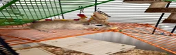 Gerbil rodents for sale: Gerbil looking for rehoming - full setup included  - Advert 1