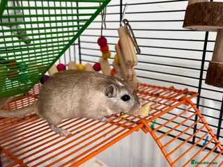 Gerbil rodents Gerbil looking for rehoming - full setup included - Advert 20