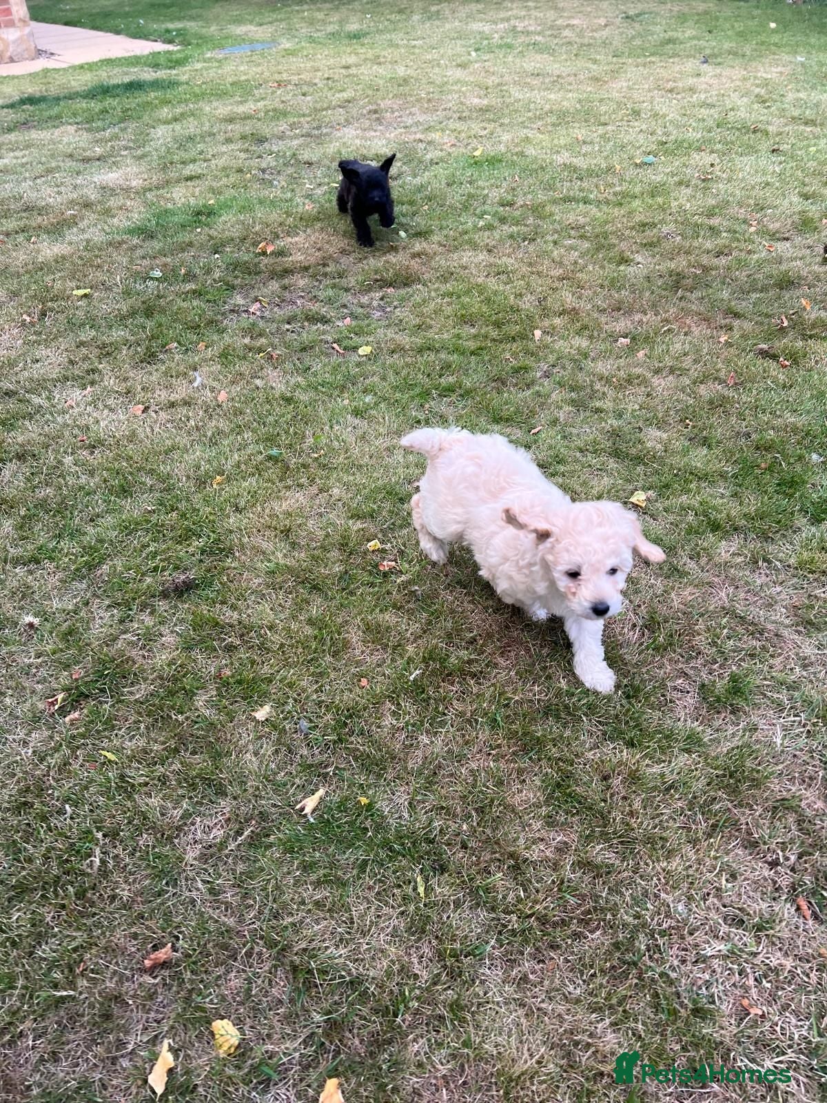 Mixed Breed dogs Border poodle puppies  - Advert 2