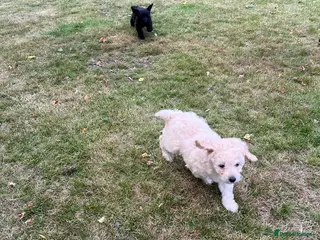 Mixed Breed dogs Border poodle puppies - Advert 2