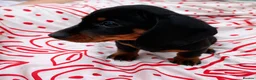 Miniature Dachshund dogs for sale: Miniature dachshund  - Advert 5