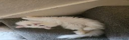 Persian cats for sale: White as snow boy looking for a new home  - Advert 10