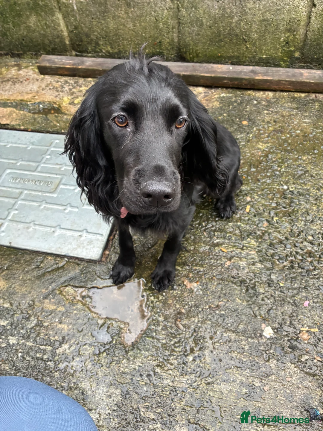 Sprocker dogs for sale: 12 month female sprocker - Advert 1