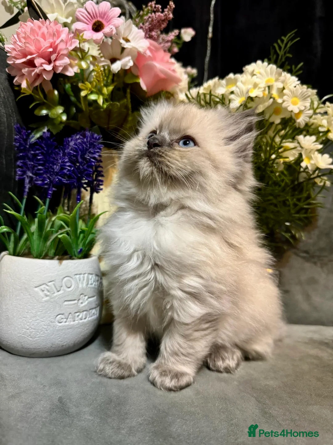 Mixed Breed cats for sale: Ragdoll/Persian kittens - Advert 2