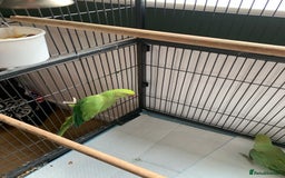 Parakeets birds for sale: Parakeets for sale  - Image 3