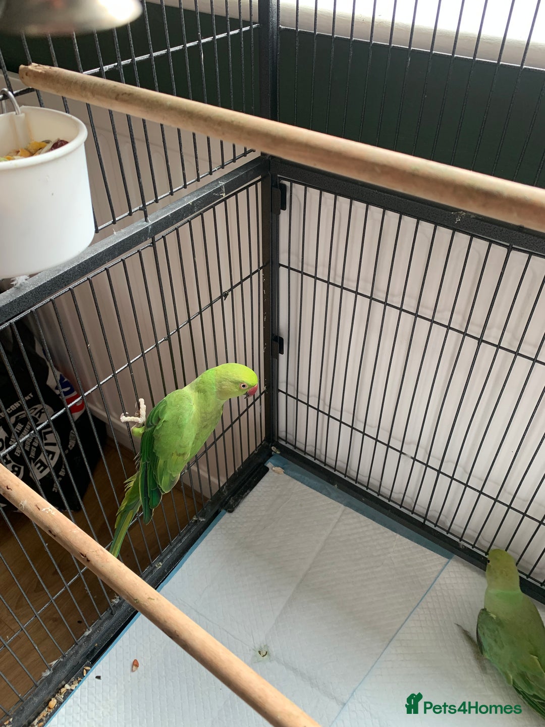 Parakeets birds for sale: Parakeets for sale  - Image 3