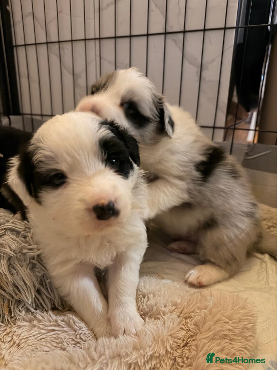 Border Collie dogs for sale: Stunning puppies from international champion line. - Advert 8