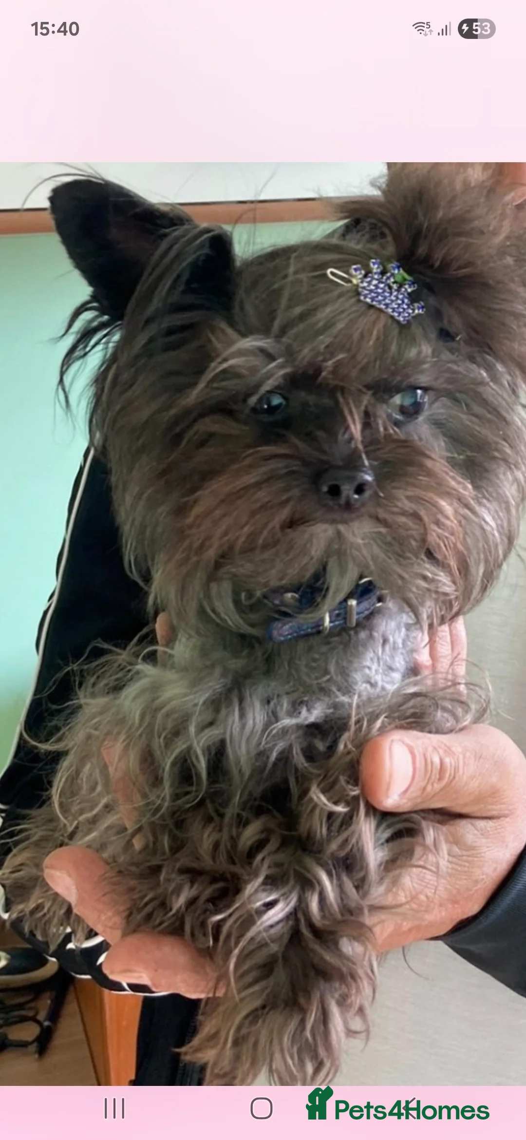 Yorkshire Terrier dogs for sale: Two female Yorkshire terrier dogs for sale  - Advert 2