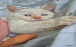 British Shorthair cats for sale: (💙LAST WHITE KITTEN🤍) Stunning Pure BSH kittens  - Advert 2