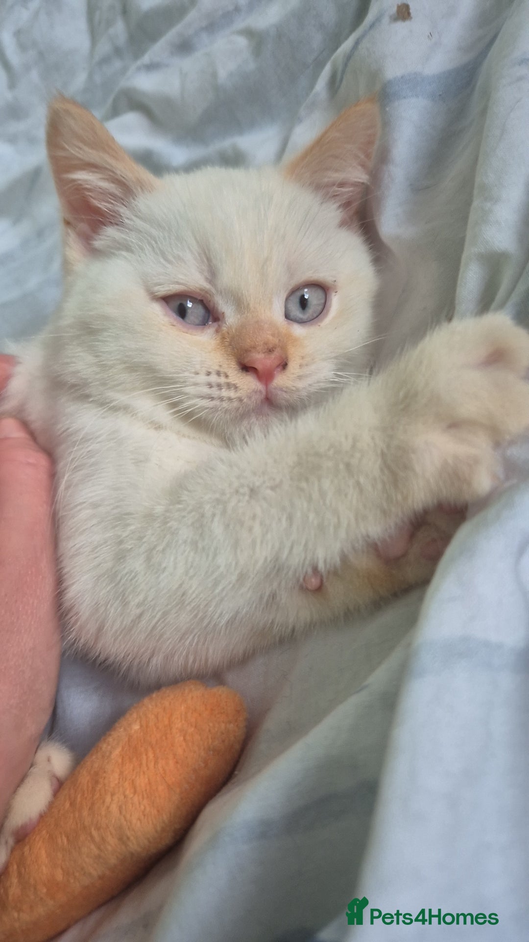 British Shorthair cats for sale: (💙LAST WHITE KITTEN🤍) Stunning Pure BSH kittens  - Advert 2
