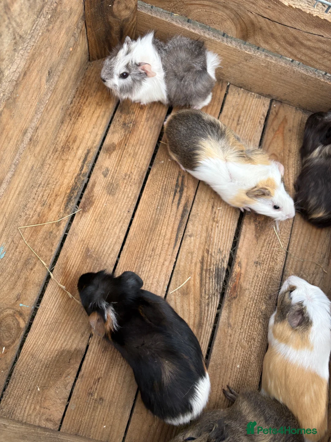 Guinea Pig rodents for sale: Female guinea pigs for sale sows  - Advert 1