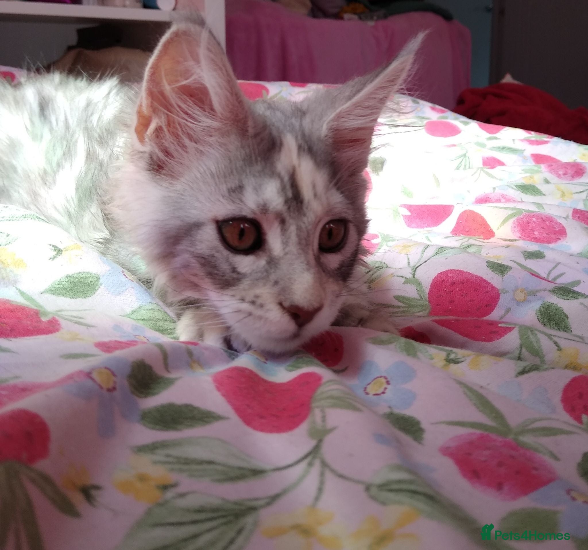 Maine Coon cats Main Coon 🐈 kittens already now  - Advert 2