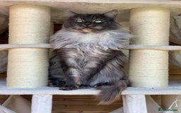 Maine Coon cats for sale: TICA registered Maine Coon Kittens  - Image 8