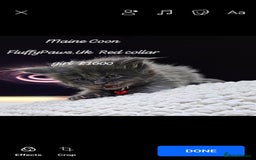Maine Coon cats for sale: Maine Coons FluffyPaws.Uk  - Image 14
