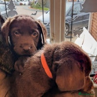 Labrador Retriever dogs - Advert 7