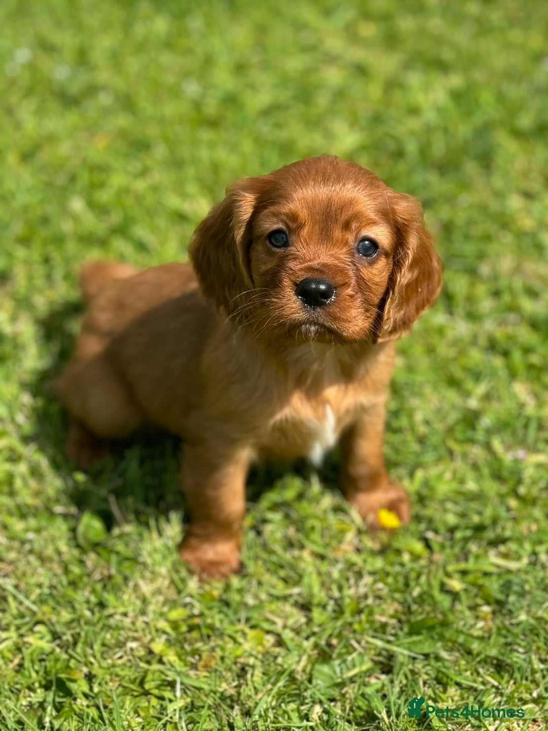 Egyptian Dog Breed Pharaoh Hound Shepherd Mix Puppy Pharaoh Hound