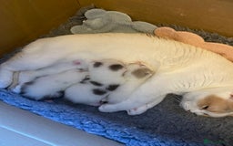 British Shorthair cats for sale: Beautiful kittens direct IGrCh, GrCh & Ch lines - Image 8