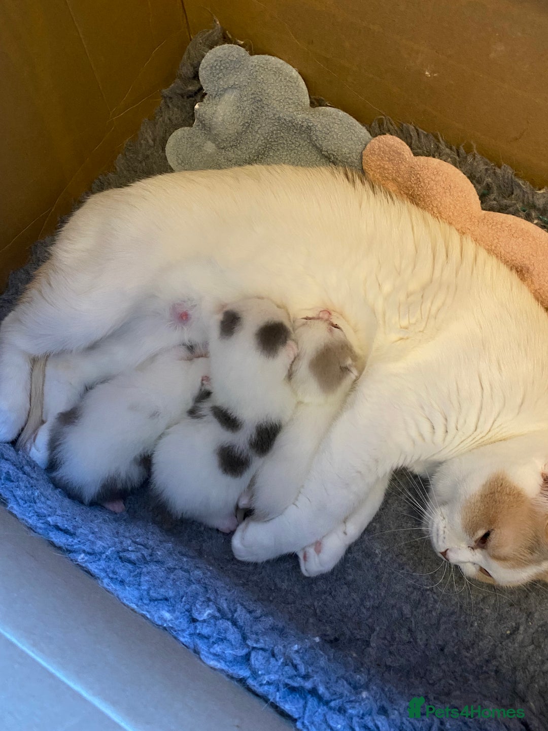 British Shorthair cats for sale: Beautiful kittens direct IGrCh, GrCh & Ch lines - Image 8